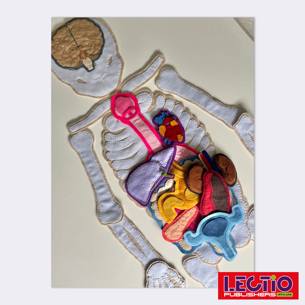 Human Anatomy Learning Aid